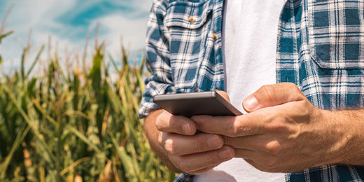 person near a corn field using a smart phone