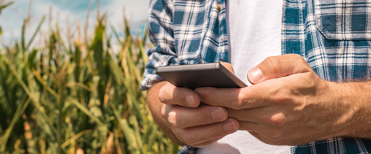 person near a corn field using a smart phone
